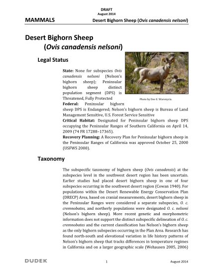 101261474-desert-bighorn-sheep-ovis-canadensis-nelsoni