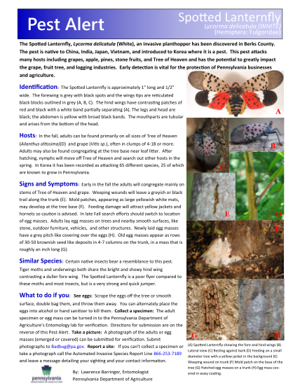 109733788-click-here-to-read-the-spotted-lanternfly-pest-alert-berks-county-nysipm-cornell