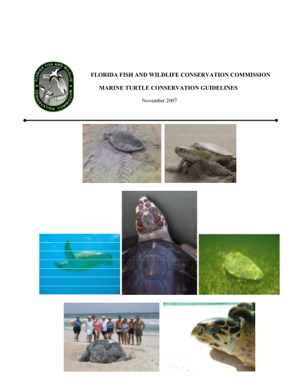 129107688-fillable-fwc-fillable-sea-turtle-stranding-and-salvage-network-form