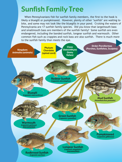 129537761-sunfish-family-tree