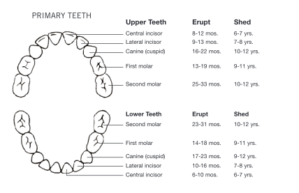 129592324-primary-teeth-eruption-chart