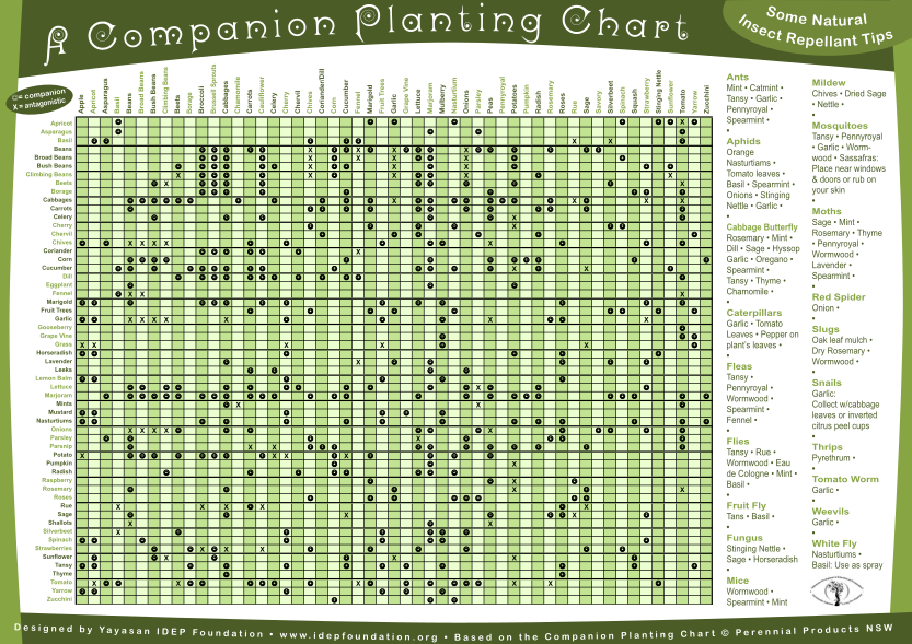 130480184-companion-planting-chartindd