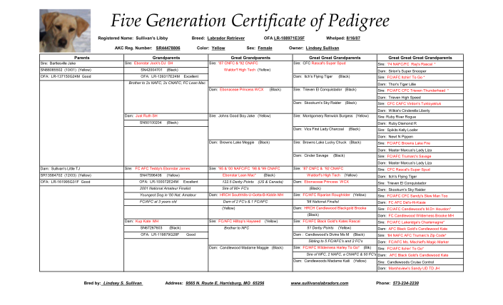 19177248-fillable-labradors-with-generation-certificate-form