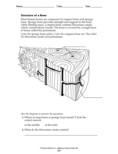 291108637-structure-of-a-bone-winstonknollrbeskca-winstonknoll-rbe-sk