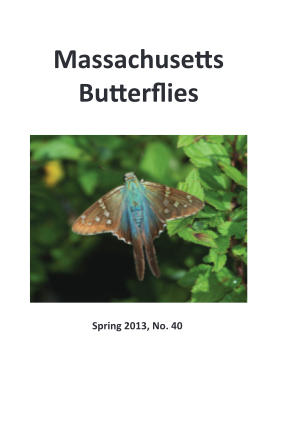 291829763-massachuse-s-bu-er-ies-north-american-butterfly-naba