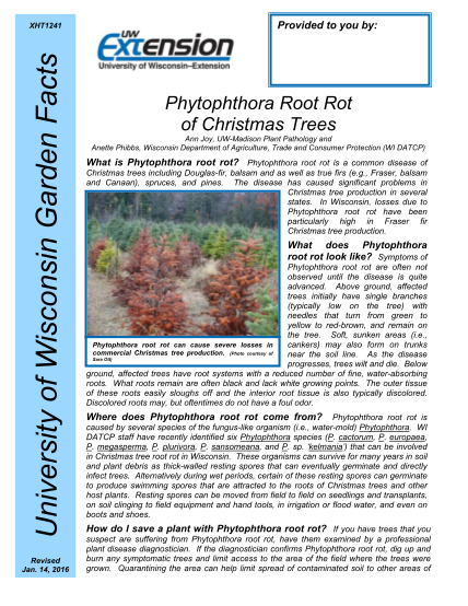 315671713-phytophthora-root-rot-of-christmas-trees-university-of