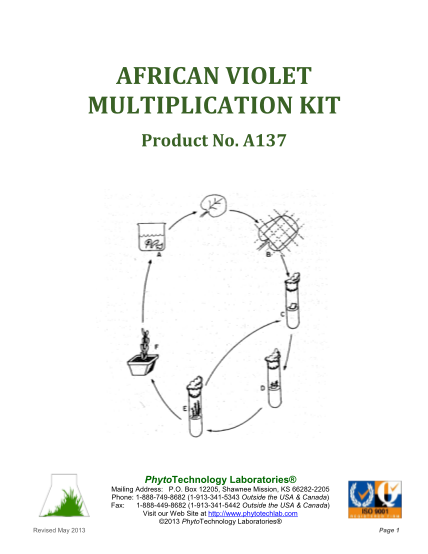 356892418-african-violet-multiplication-kit-phytotechnology-laboratories