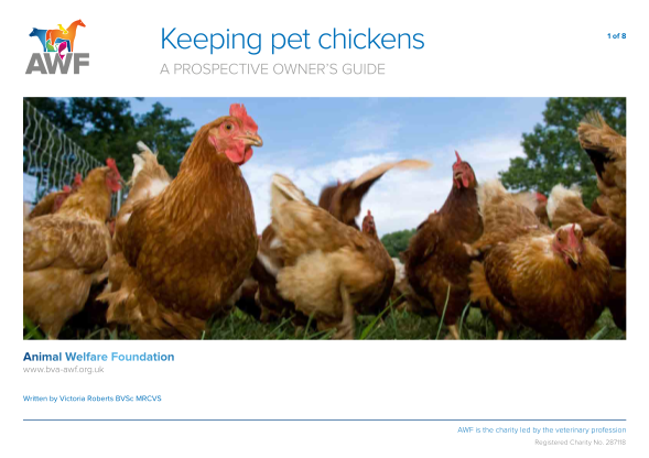 360797440-keeping-pet-chickens-animal-welfare-foundation-bukb-bva-awf-org