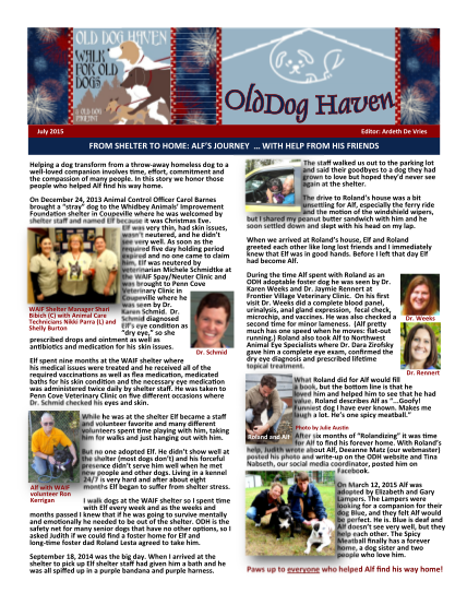 460767054-helping-senior-dogs-live-their-golden-years-in-a-loving-home-olddoghaven