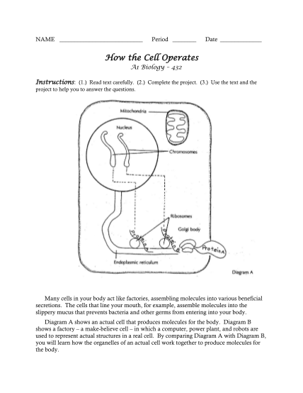 55985891-how-the-cell-operates-worksheet-answers