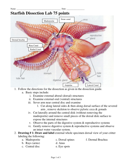 89455872-starfish-dissection-labdoc
